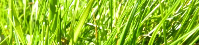 Grass