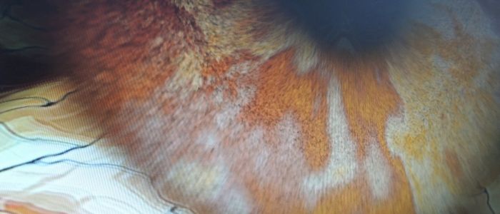 FurMark 1.10.5