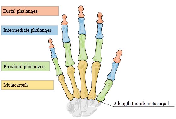 Leap Motion: Touchless Hand Tracking Controller
